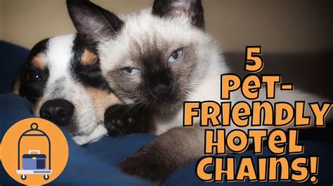 Check out – and into – the Top 5 pet-friendly hotel chains in the U.S.